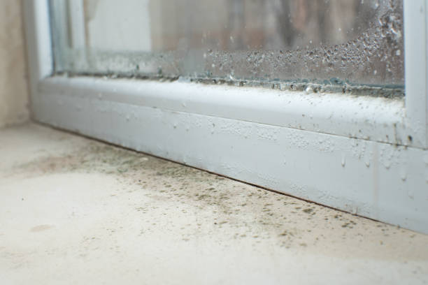 Jefferson, IA Mold Removal Company